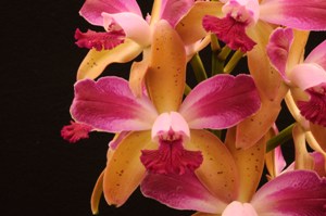 Cattleya Hawaiian Variable Summer Splash AM/AOS 82 pts.